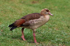 Alopochen aegyptiaca
