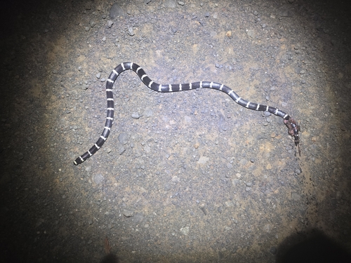 Eastern Bandy Bandy sighting