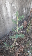 Lactuca serriola