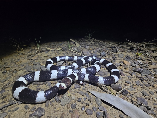 Eastern Bandy Bandy sighting