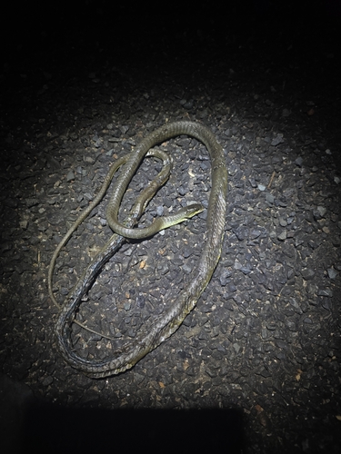 Common Tree Snake sighting