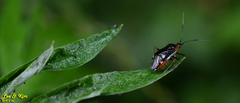 Deraeocoris ater