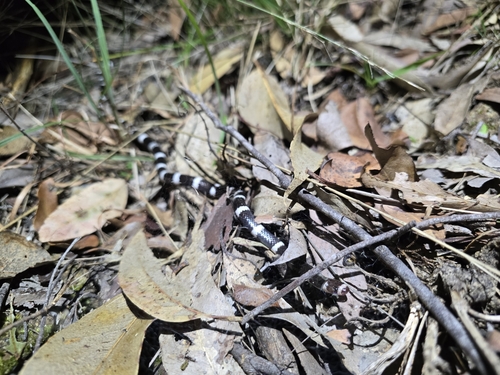 Eastern Bandy Bandy sighting