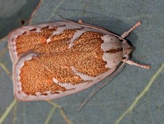 Euchaetis rhizobola