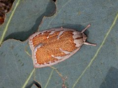 Euchaetis rhizobola