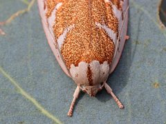 Euchaetis rhizobola