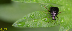 Deraeocoris ater