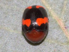 Ditropidus pulchellus