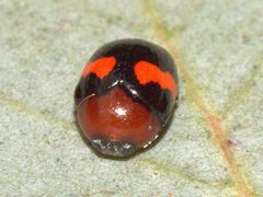 Ditropidus pulchellus