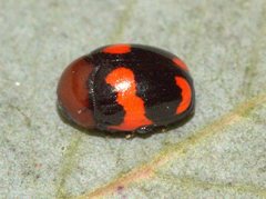 Ditropidus pulchellus