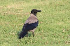 Corvus cornix