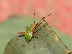 Pseudopantilius australis