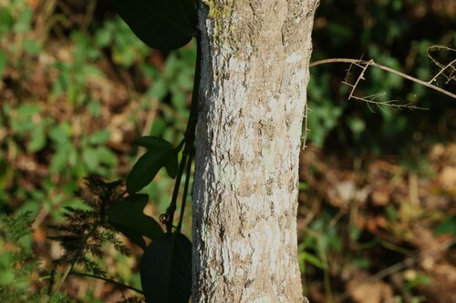 Image of Acacia bakeri by (c) Greg Tasney, some rights reserved (CC BY-SA)