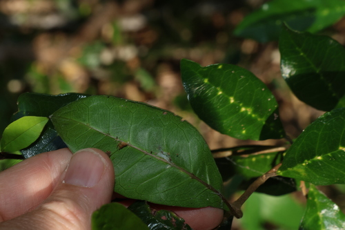 Image of Vitex lignum by (c) Greg Tasney, some rights reserved (CC BY-SA)