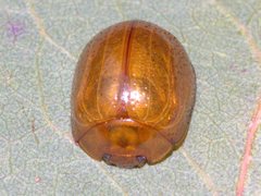 Dicranosterna