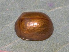 Dicranosterna