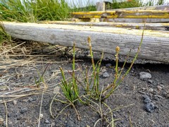 Equisetum variegatum