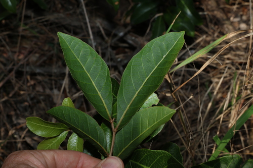 Image of Alectryon connatus by (c) Greg Tasney, some rights reserved (CC BY-SA)