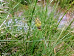 Equisetum variegatum