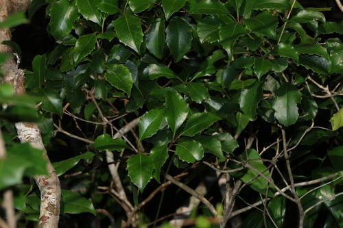 Image of Auranticarpa rhombifolia by (c) Greg Tasney, some rights reserved (CC BY-SA)