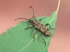 Pempsamacra dispersa