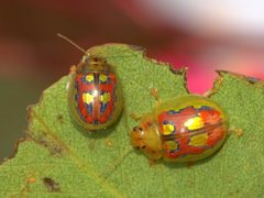 Paropsisterna annularis