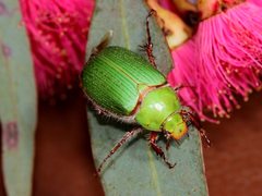 Xylonichus eucalypti