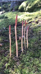 Corallorhiza maculata