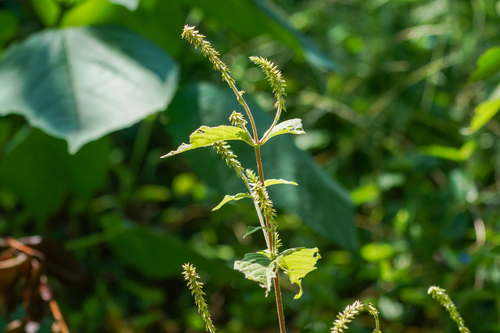 Image of Achyranthes bidentata by (c) WATANABE Hitoshi 渡辺仁, some rights reserved (CC BY)
