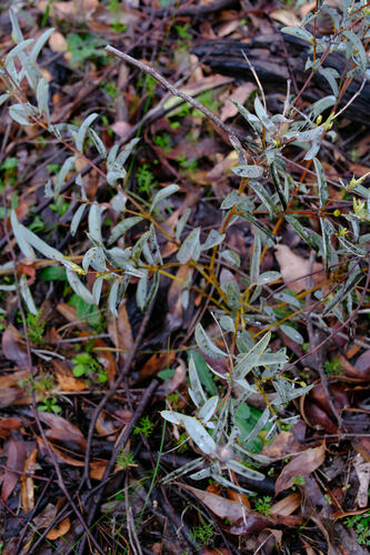 Image of Gastrolobium calycinum by (c) Peter Crowcroft, some rights reserved (CC BY)