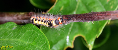 Euproctis piperita