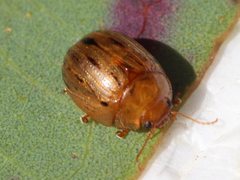 Peltoschema nigroconspersum