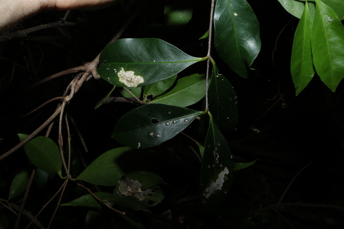 Image of Loeseneriella barbata by (c) Greg Tasney, some rights reserved (CC BY-SA)