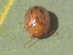 Peltoschema nigroconspersum