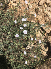 Jacquemontia pringlei