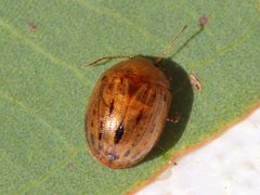 Peltoschema nigroconspersum