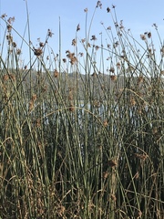 Schoenoplectus scirpoides