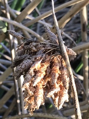 Schoenoplectus scirpoides