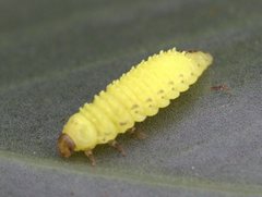 Peltoschema hamadryas