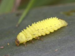 Peltoschema hamadryas