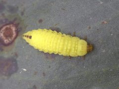 Peltoschema hamadryas