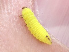 Peltoschema hamadryas