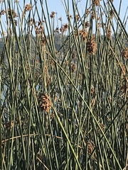 Schoenoplectus scirpoides