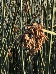 Schoenoplectus scirpoides