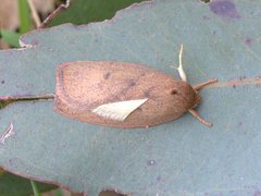 Euchaetis
