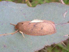 Euchaetis