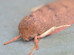 Euchaetis