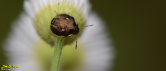 Eysarcoris ventralis