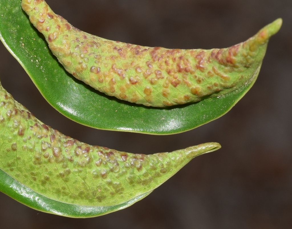 Cuban Laurel Thrips