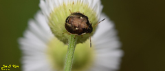 Eysarcoris ventralis